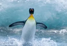 white animals penguins 1920x1080 wallpaper Art HD Wallpaper